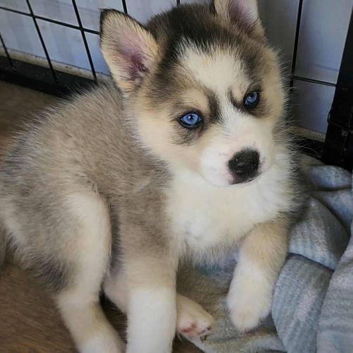 01313_kPI5DZKMsPK_0pM0ne_1200x900