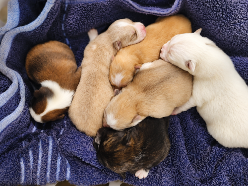 AryaPups